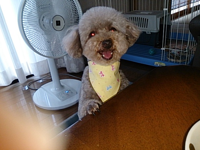 DSC_0097もこたん